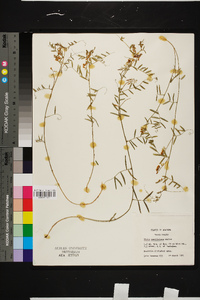 Vicia caroliniana image