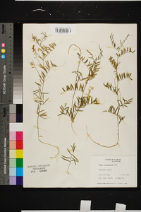 Vicia caroliniana image