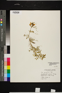 Vicia grandiflora image