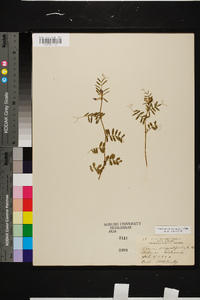 Vicia sativa subsp. nigra image