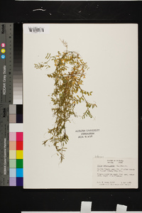 Vicia tetrasperma image