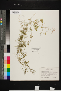 Vicia tetrasperma image