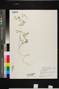 Vicia caroliniana image