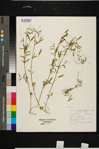 Vicia minutiflora image