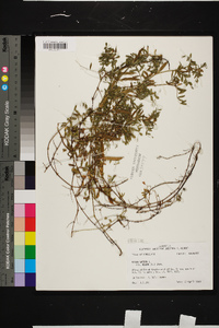 Vicia sativa subsp. nigra image