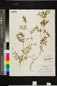 Vicia sativa subsp. nigra image