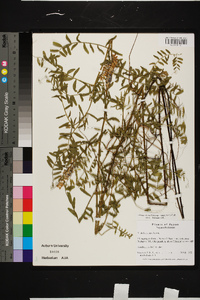 Vicia villosa subsp. varia image