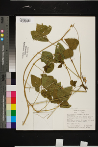 Vigna luteola image