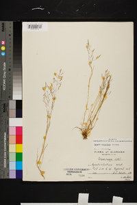 Agrostis elliottiana image