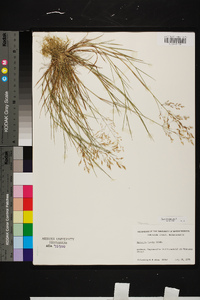 Agrostis capillaris image