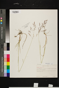 Agrostis capillaris image