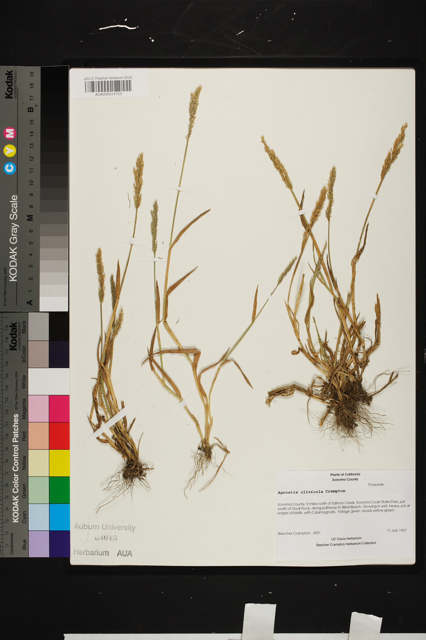 Agrostis densiflora image