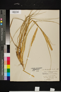 Ammophila breviligulata image