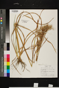 Andropogon glomeratus image