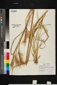 Andropogon glomeratus image