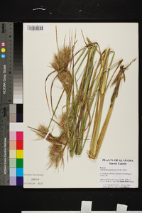 Andropogon glomeratus image