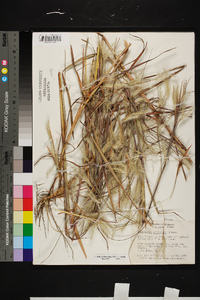 Andropogon gyrans var. gyrans image