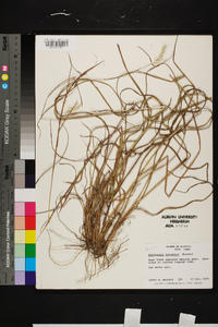 Andropogon ternarius image