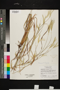 Andropogon ternarius image