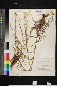 Andropogon ternarius image