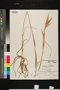 Andropogon gyrans var. gyrans image