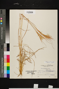 Andropogon gyrans var. gyrans image