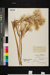 Andropogon glomeratus image