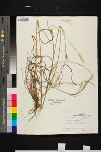 Andropogon ternarius image