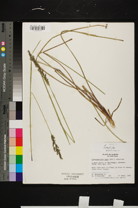 Anthaenantia rufa image