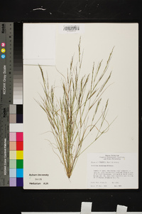 Aristida dichotoma image