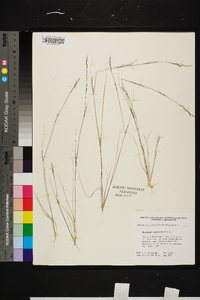 Aristida dichotoma image