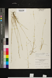 Aristida dichotoma var. dichotoma image