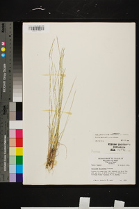 Aristida dichotoma image