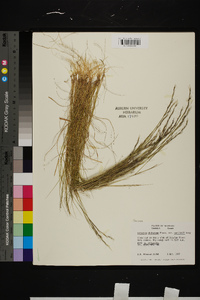 Aristida dichotoma image