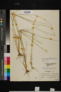 Aristida dichotoma image