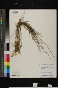 Aristida dichotoma image