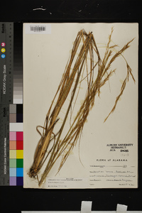 Aristida lanosa image