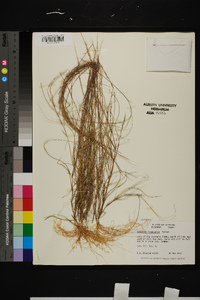 Aristida longespica image