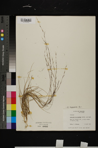 Aristida longespica image