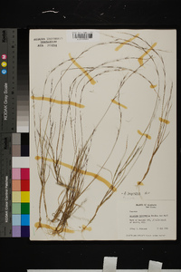 Aristida longespica image