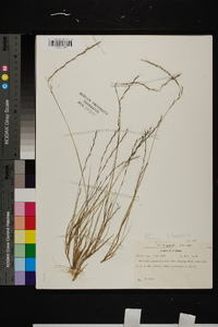 Aristida longespica image