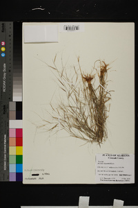 Aristida oligantha image