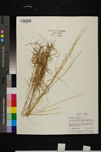 Aristida purpurascens image