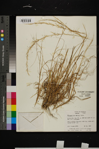 Aristida purpurascens image