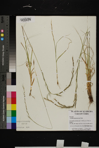 Aristida purpurascens image