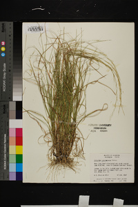 Aristida purpurascens image