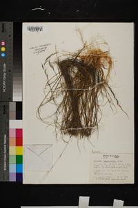 Aristida purpurascens image