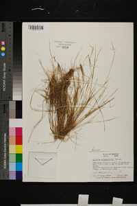 Aristida purpurascens image