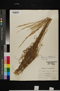 Aristida purpurascens image