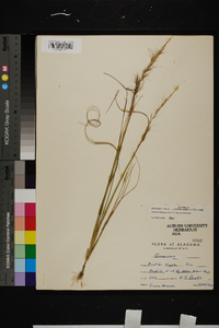 Aristida purpurascens image